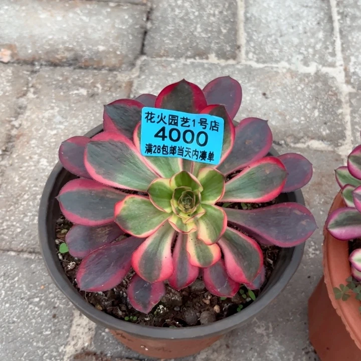 红魔女4000多肉植物