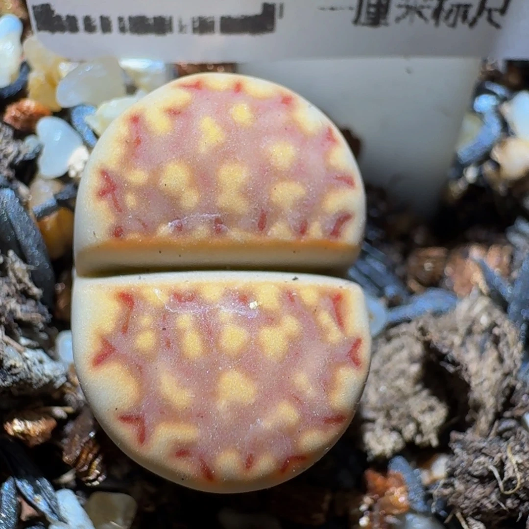 Zzzz生石花肉锥1174