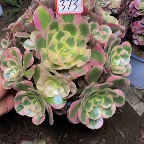 布加迪老桩捧花373号
