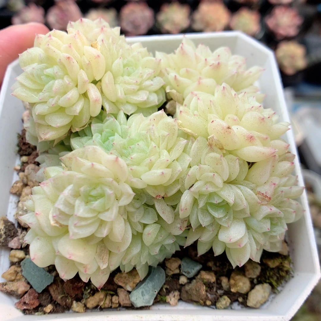 G93圆脸白体褶皱小脸朵朵群