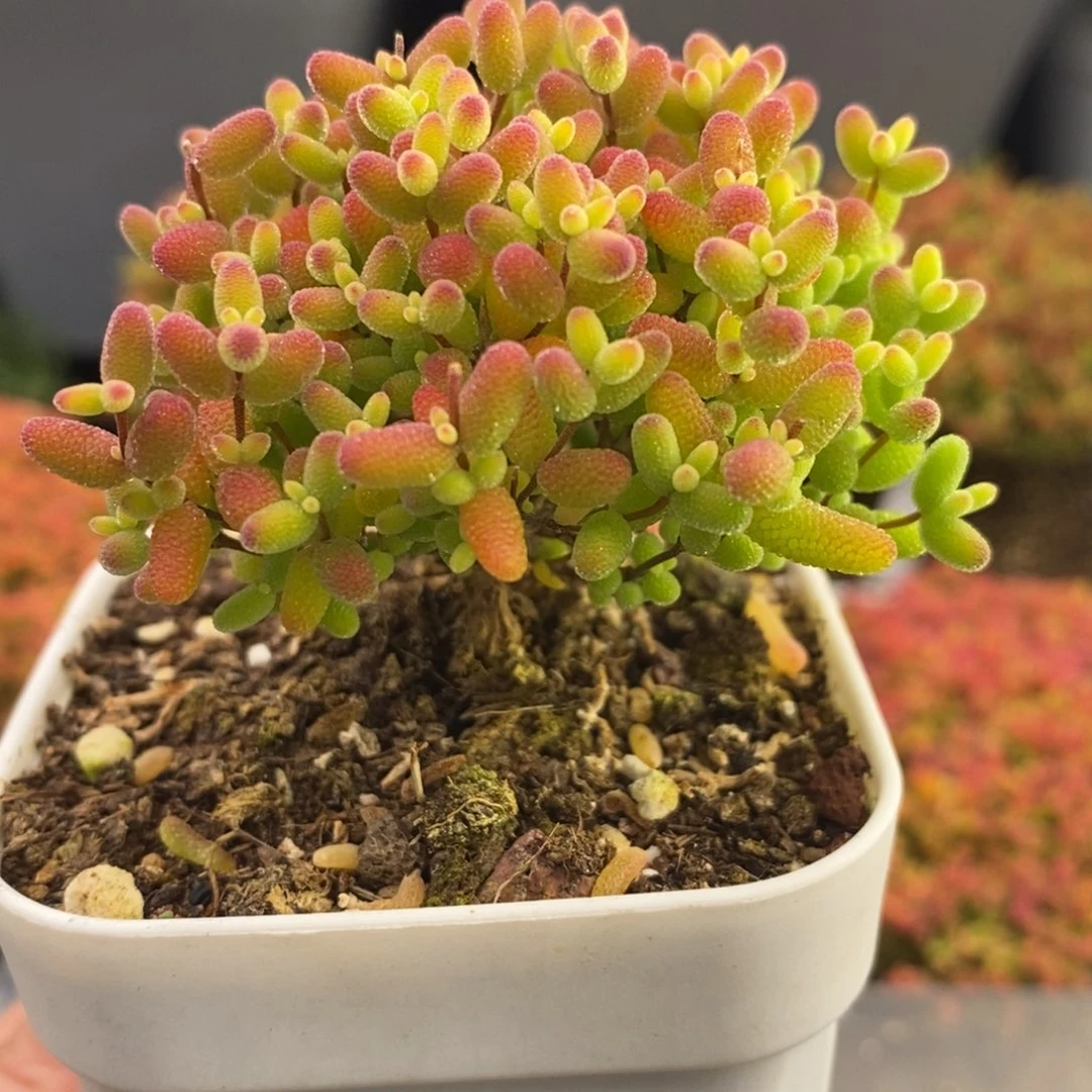 完全开放16号蜜橘糖球（6.5cm）