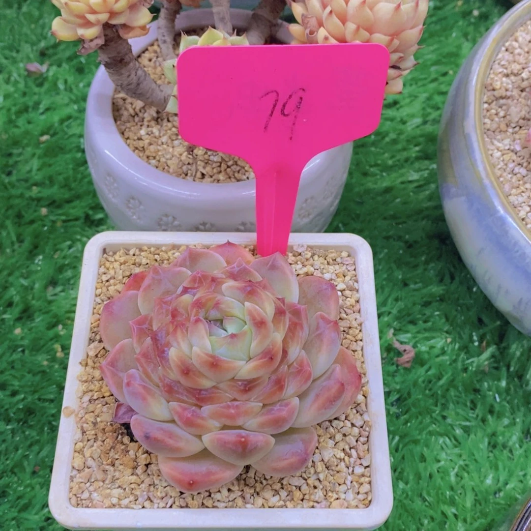 可****渴开心多肉植物多肉