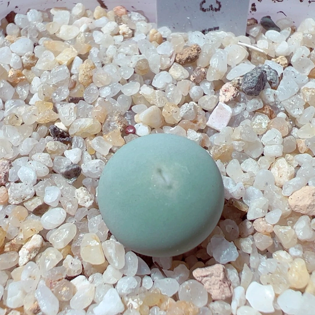 1113-577多肉多日sh433v嘴