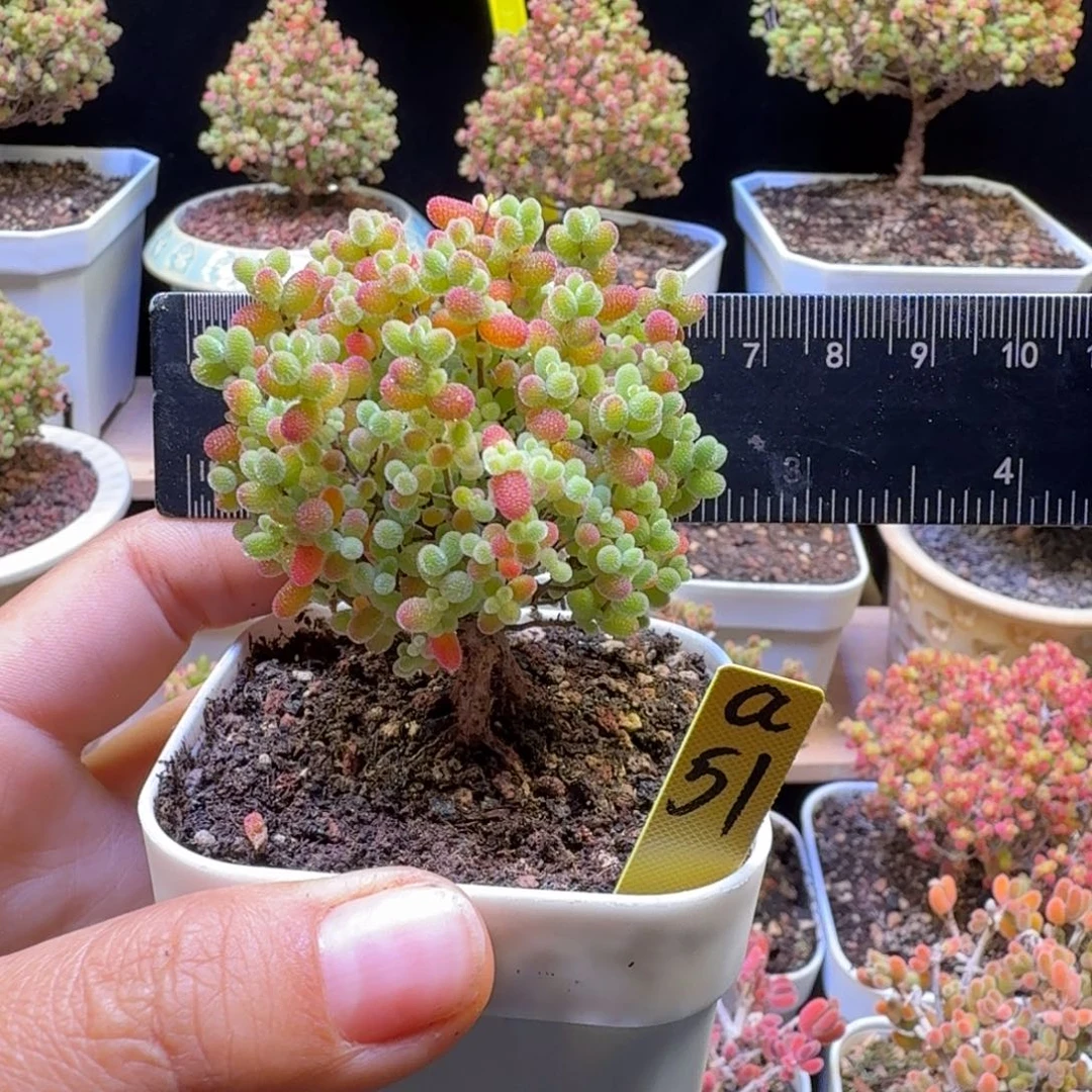 a51号橘子糖冠服6厘米左右