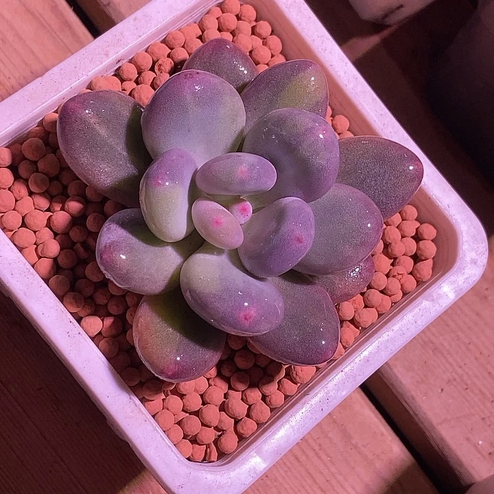 *****奶酪锦多肉植物多肉