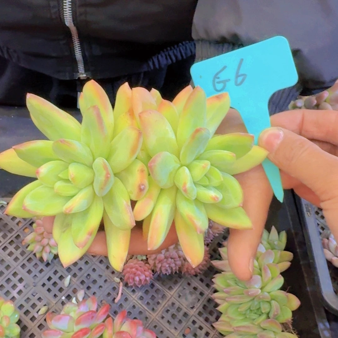 多肉植物的生长发育和