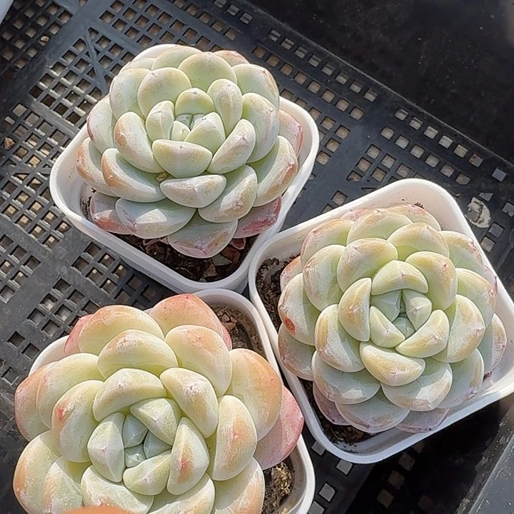 0122-62 玉胖胖三颗