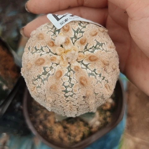 231瑕疵兜清棚特价出售