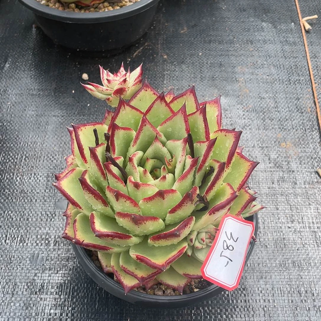 若如东云多肉组拍485