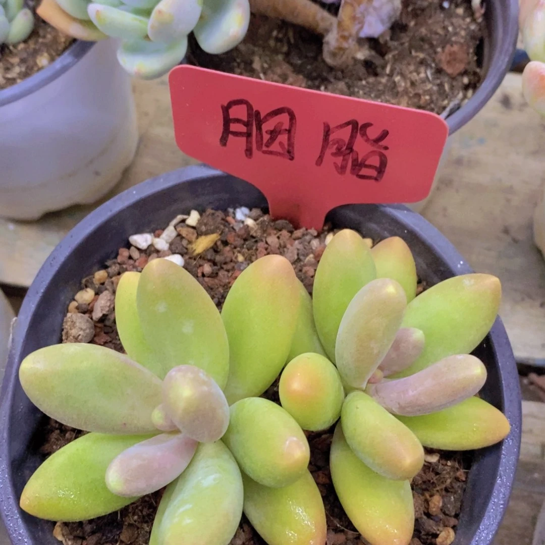 货，专场，一物一拍，不对比价格