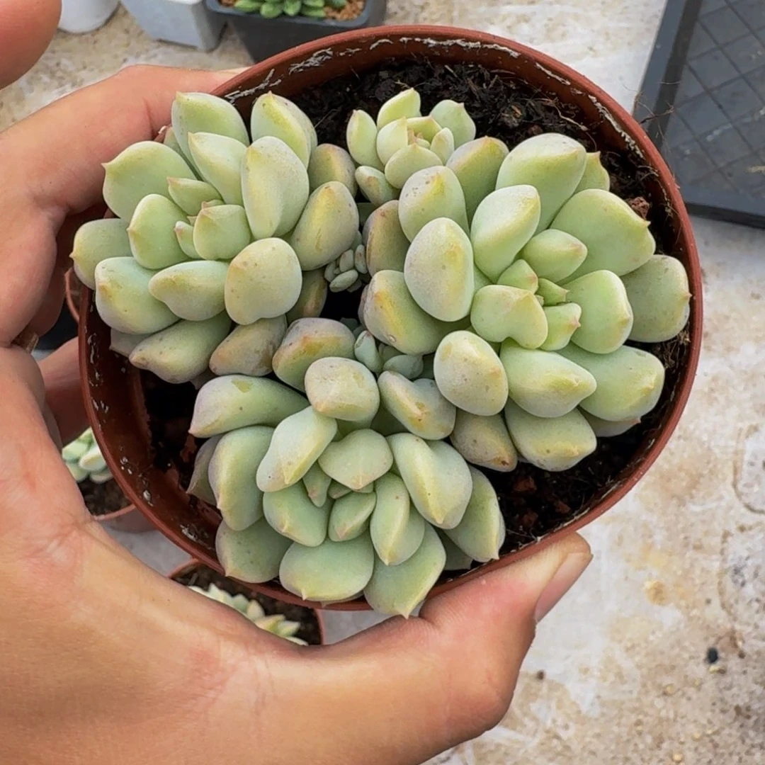 超奶 4头 一物一拍