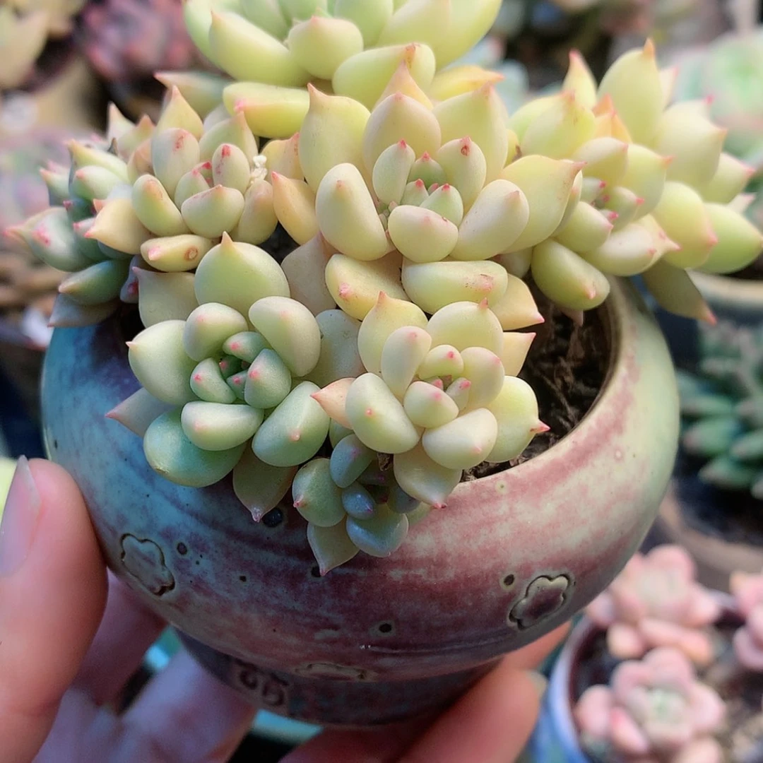 【闪购商品】名****艺名山带盆