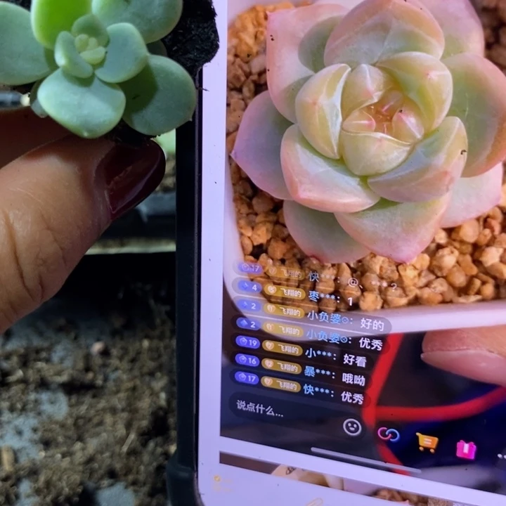 芭比芽苗一个多肉