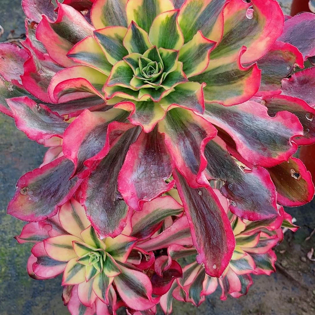 无花朵全*黍多肉植物970