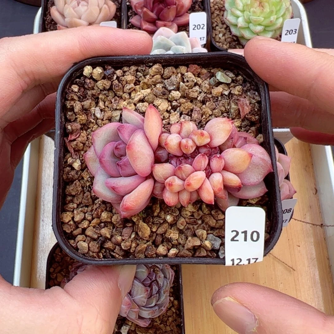 好好看210、哈哈哈哈