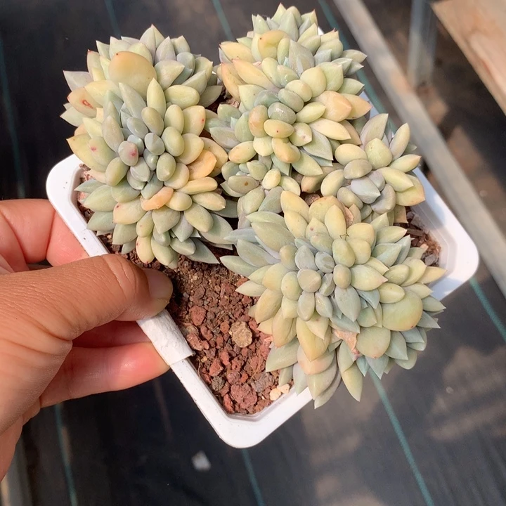 美人缀化多肉植物