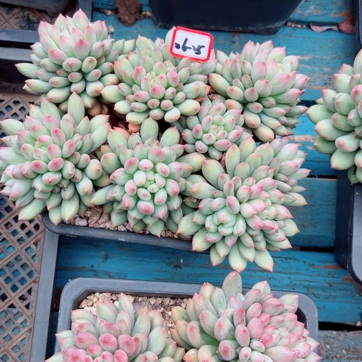 梁***靓精品多肉植物老桩