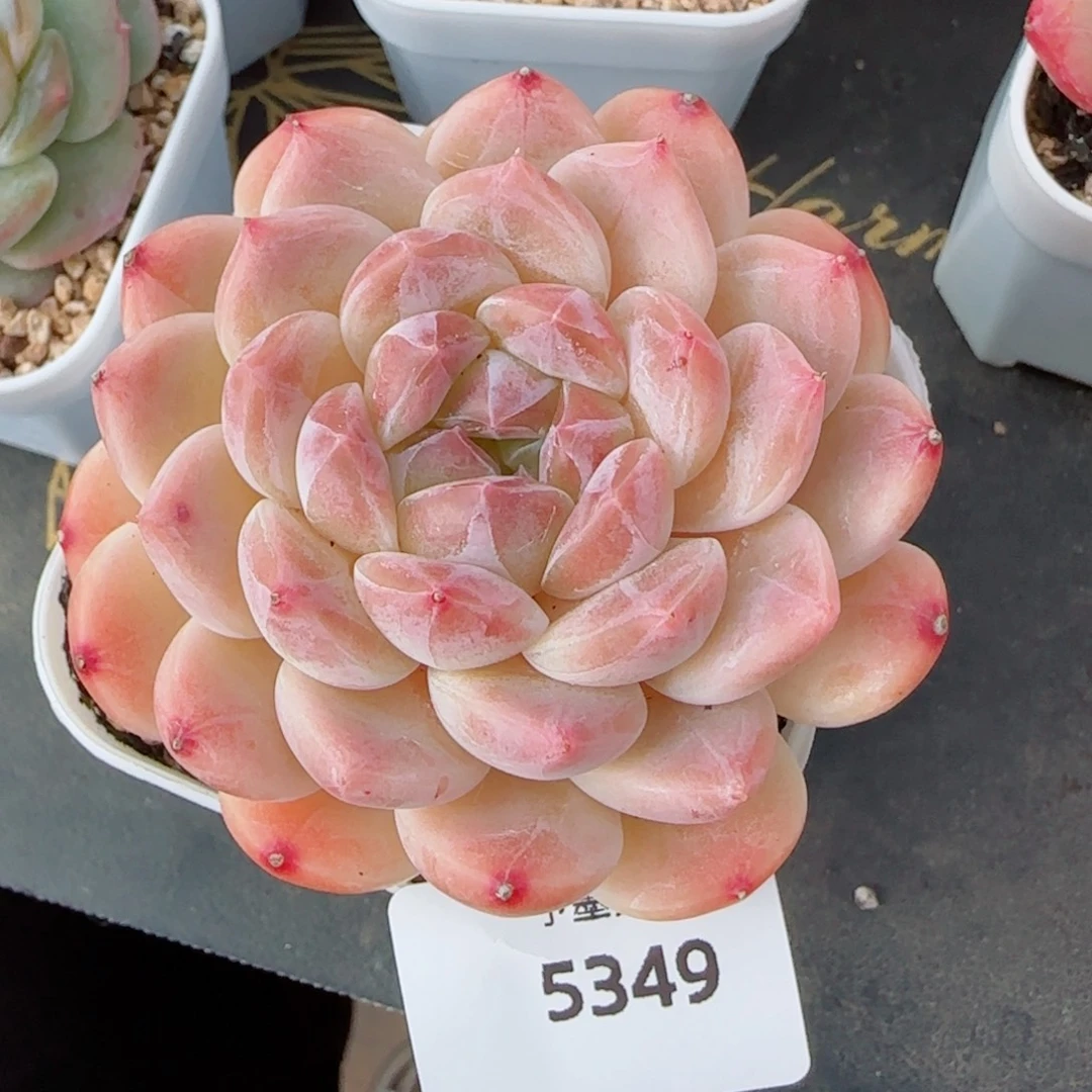 冰魄，5349多肉植物
