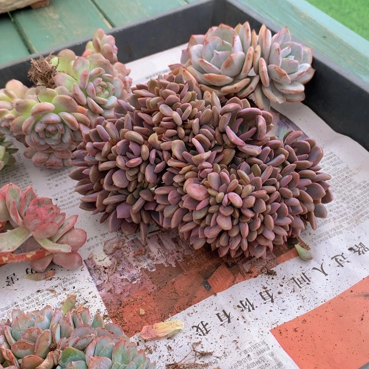 紫云天朵朵自然无砍