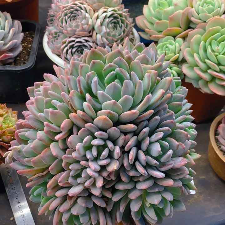 夏悦多肉 0221-78灰姑娘