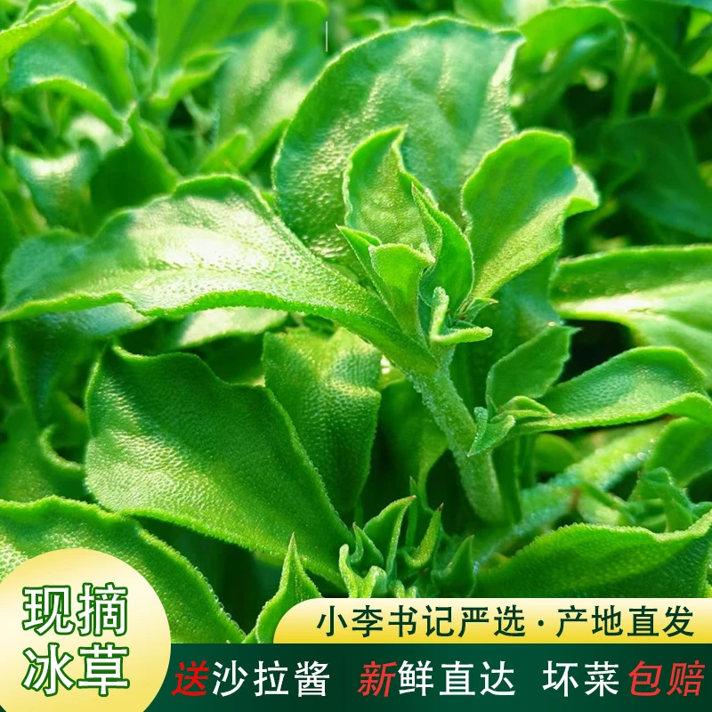 【小李书记严选】天英冰草新鲜冰菜现摘沙拉菜1-5斤现摘沙拉菜即食