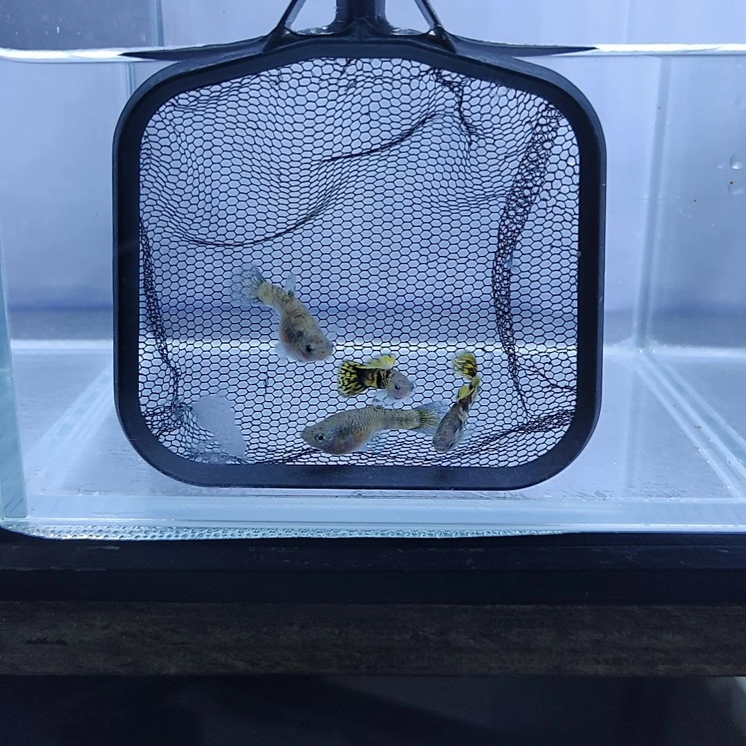 孔雀鱼马晶塔黄虎斑孔雀鱼