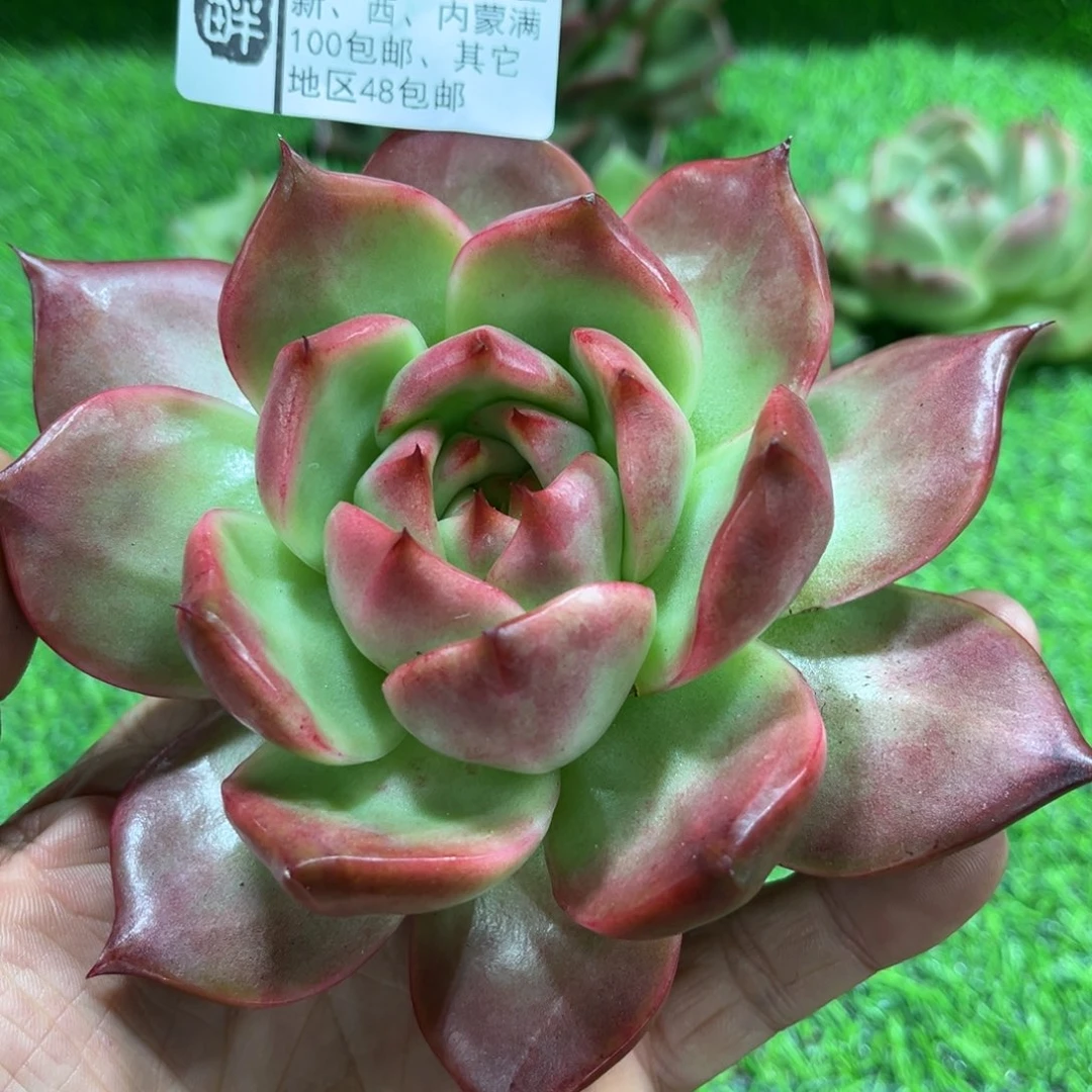 411……………………………………菩萨