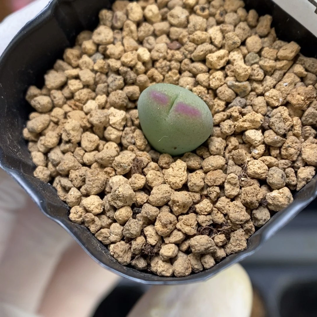多肉植物肉锥杂交K-3234