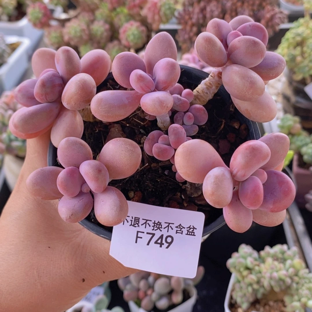糖果桃蛋8cm749多肉植物