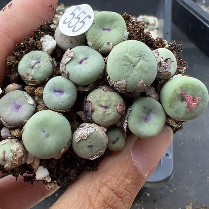 555号双11福利价格不代表平时出货价格