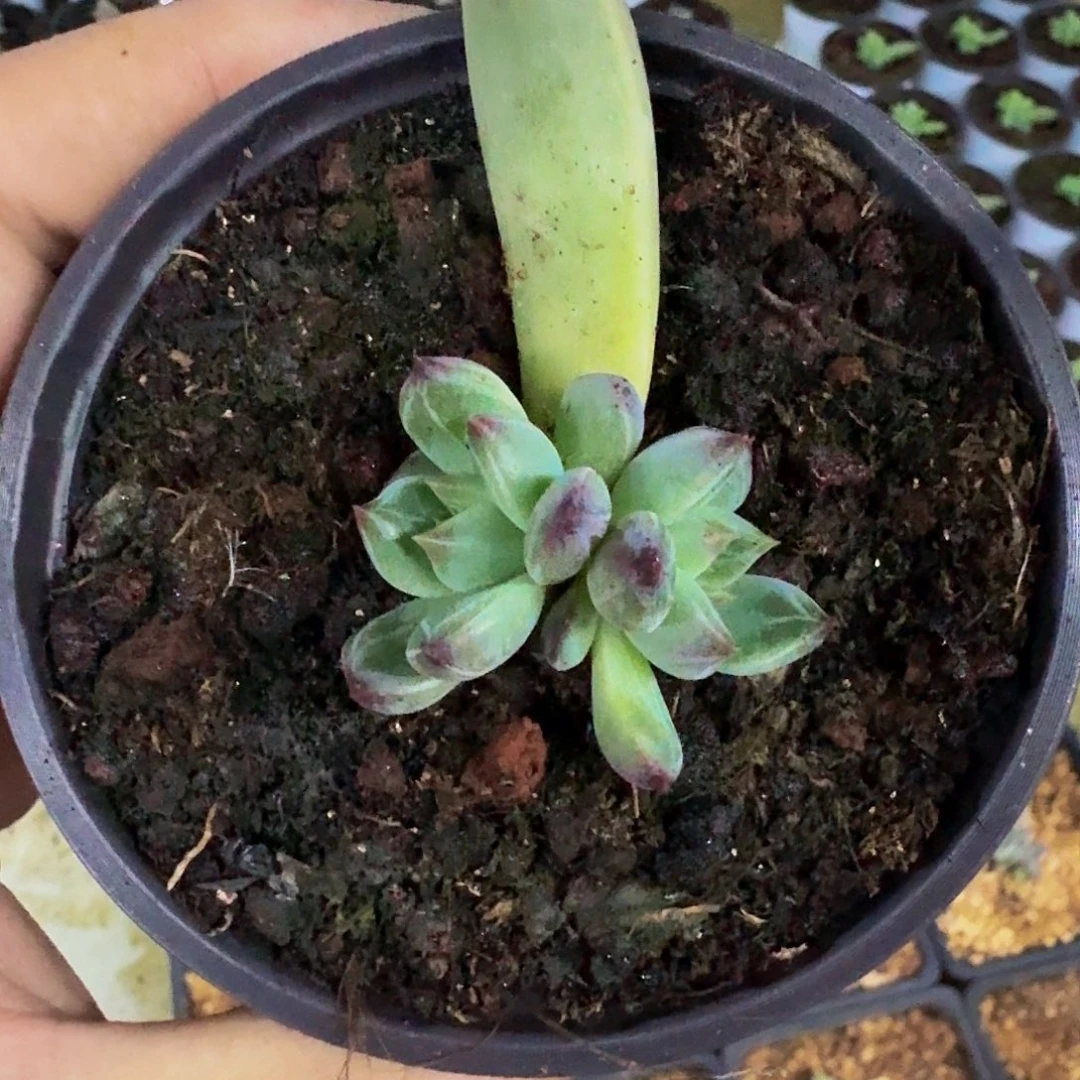 紫镜 叶插 一物一拍