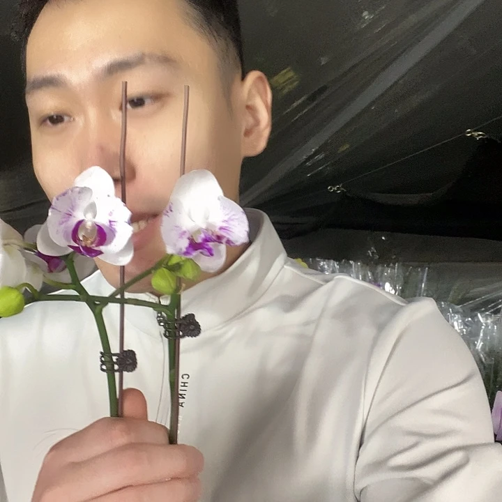 无花朵雪域蝴蝶兰变异