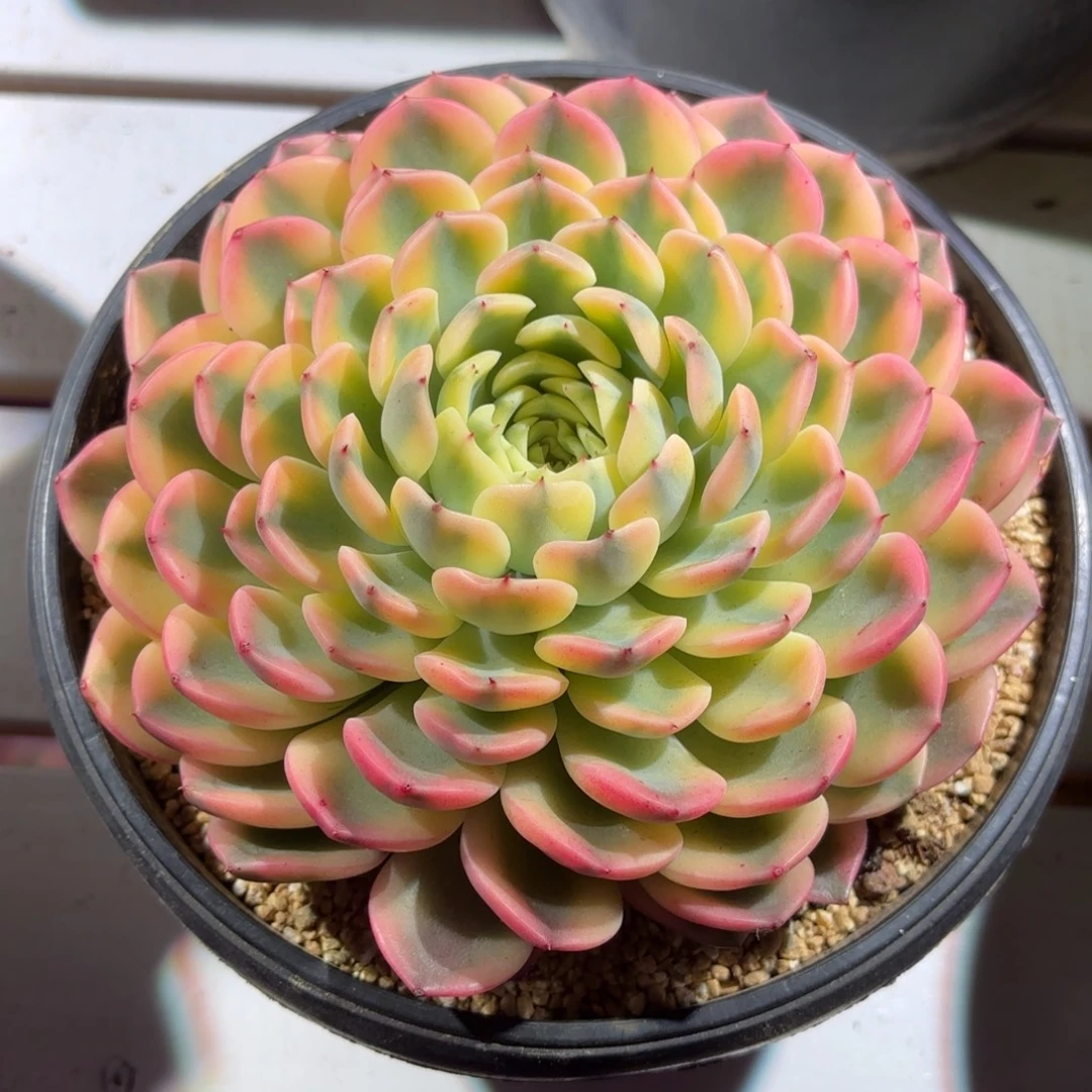 花螺多肉植物盆栽花卉