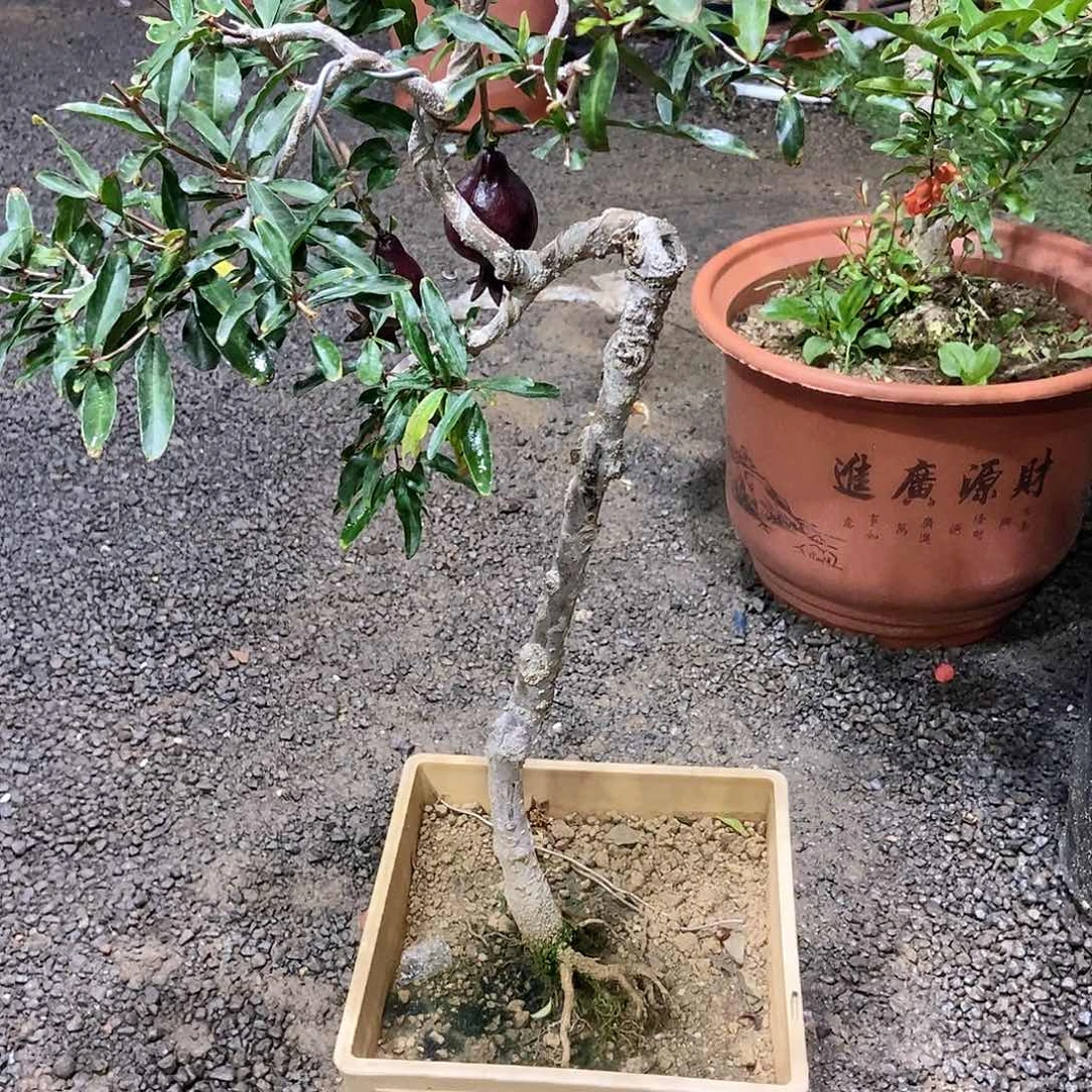 完全开放阿*开花