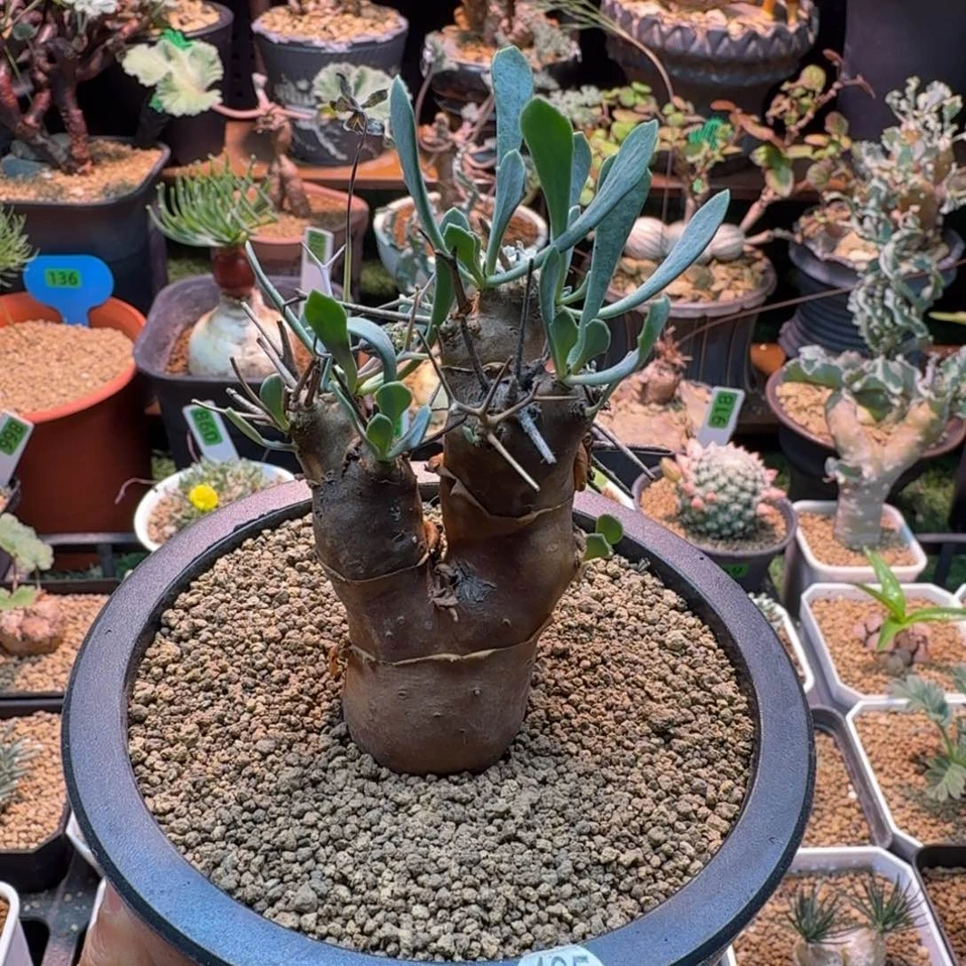 刺烛厚墩菊485 仙人球