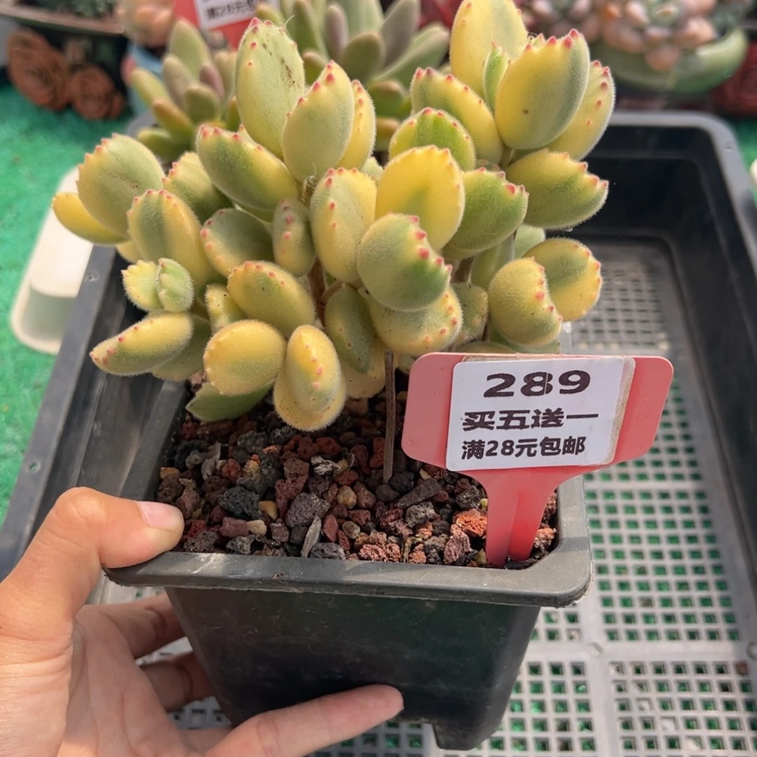 表妹精品多肉植物289.
