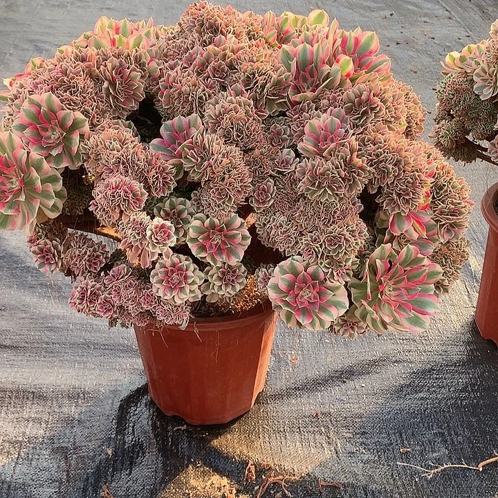 女巫朵朵脱土发货啊