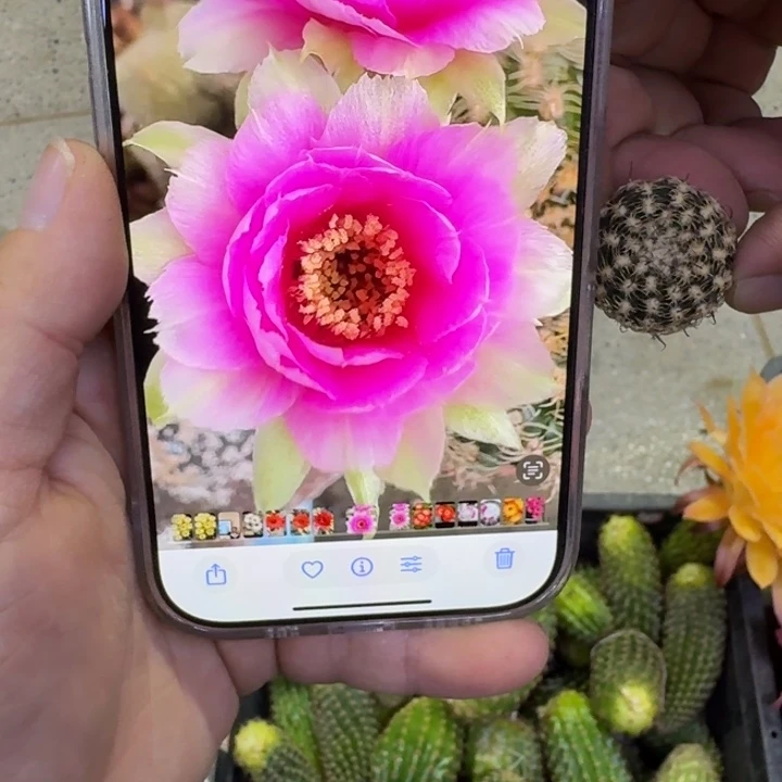230丽花魅影歪无根侧牙2到3公分左右,20包邮