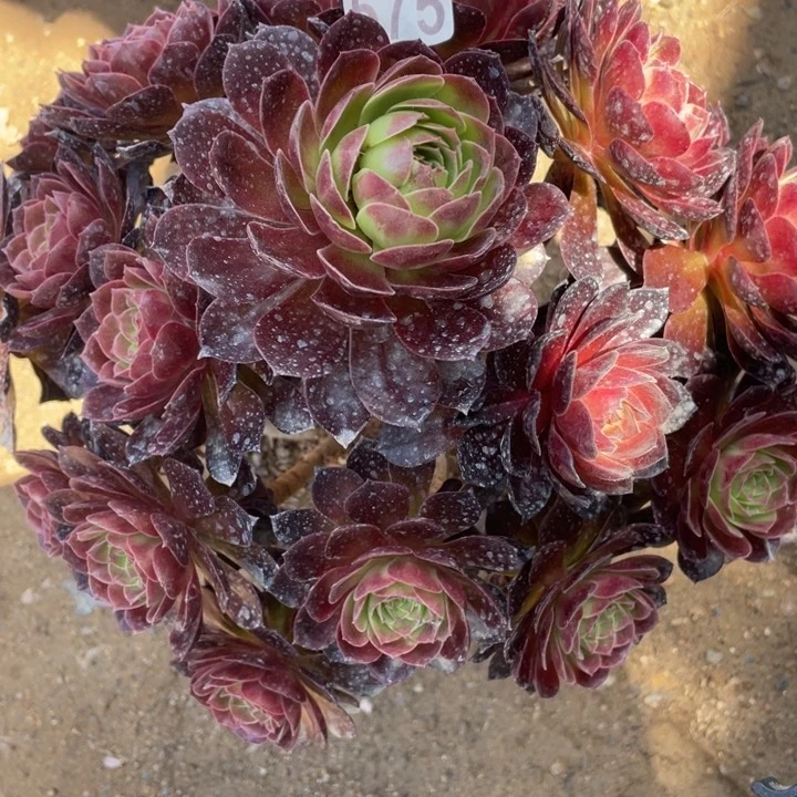 575多肉植物赤焰莲