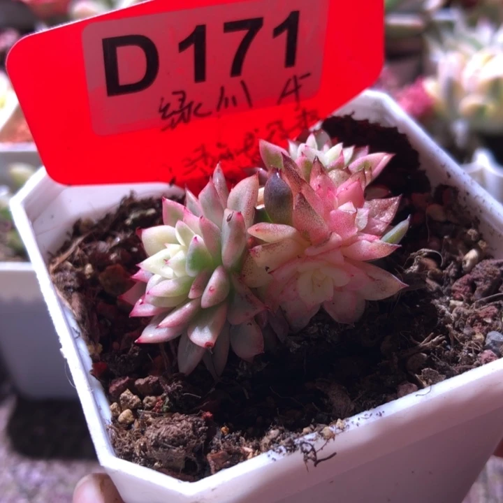 绿爪覆轮锦有根有