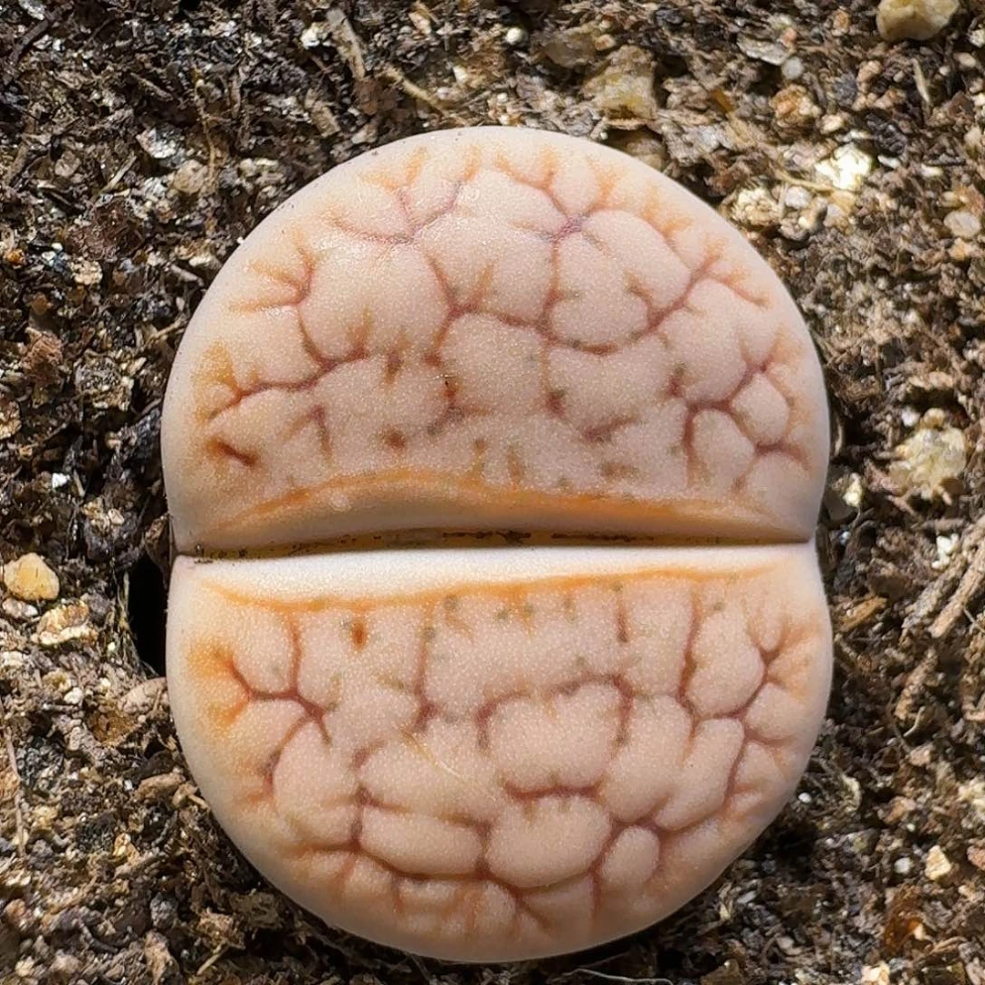生石花111112。   322