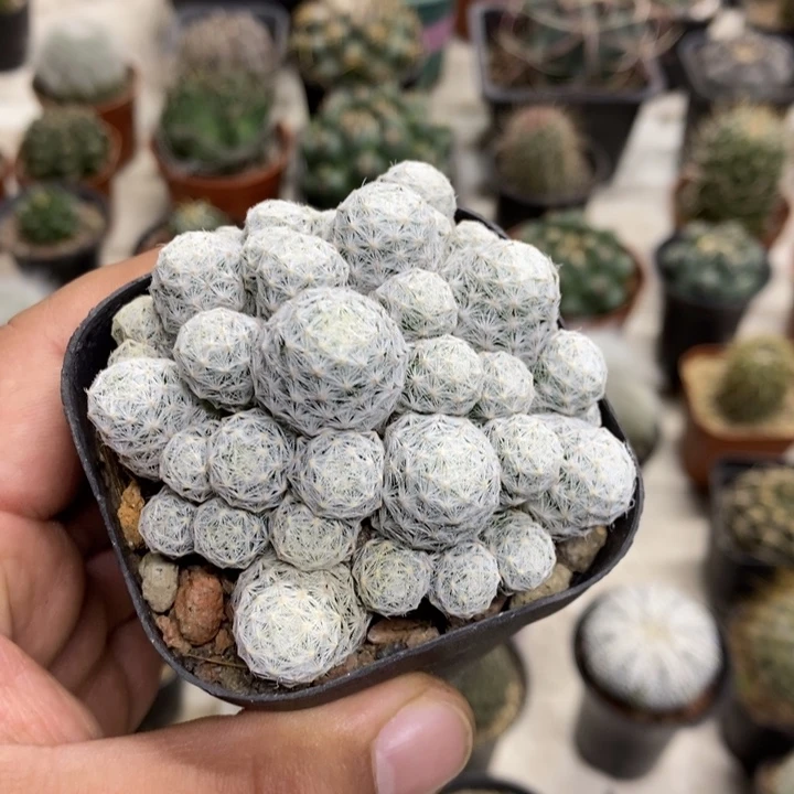 肌春心特价福利特价