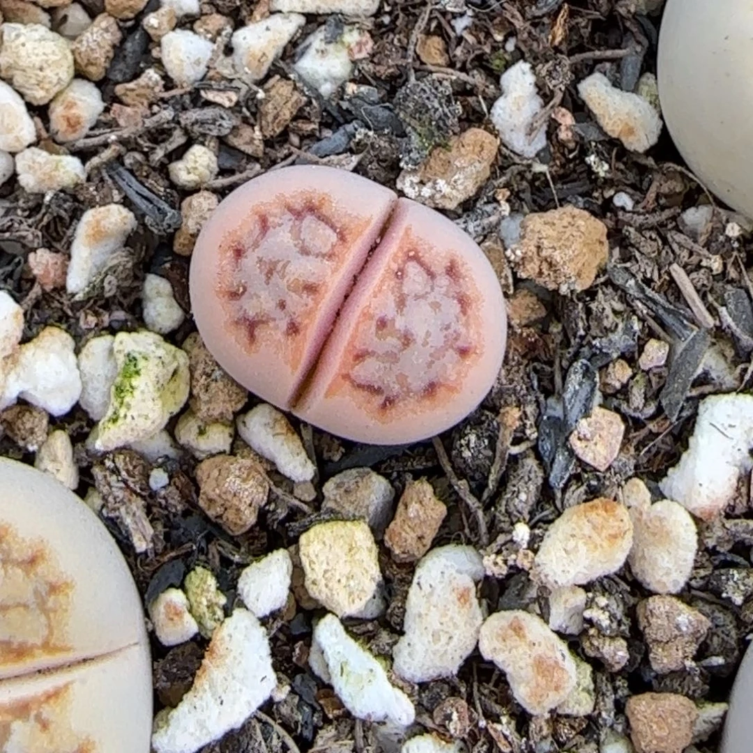 f***卷12.6.c215饼干.9089小