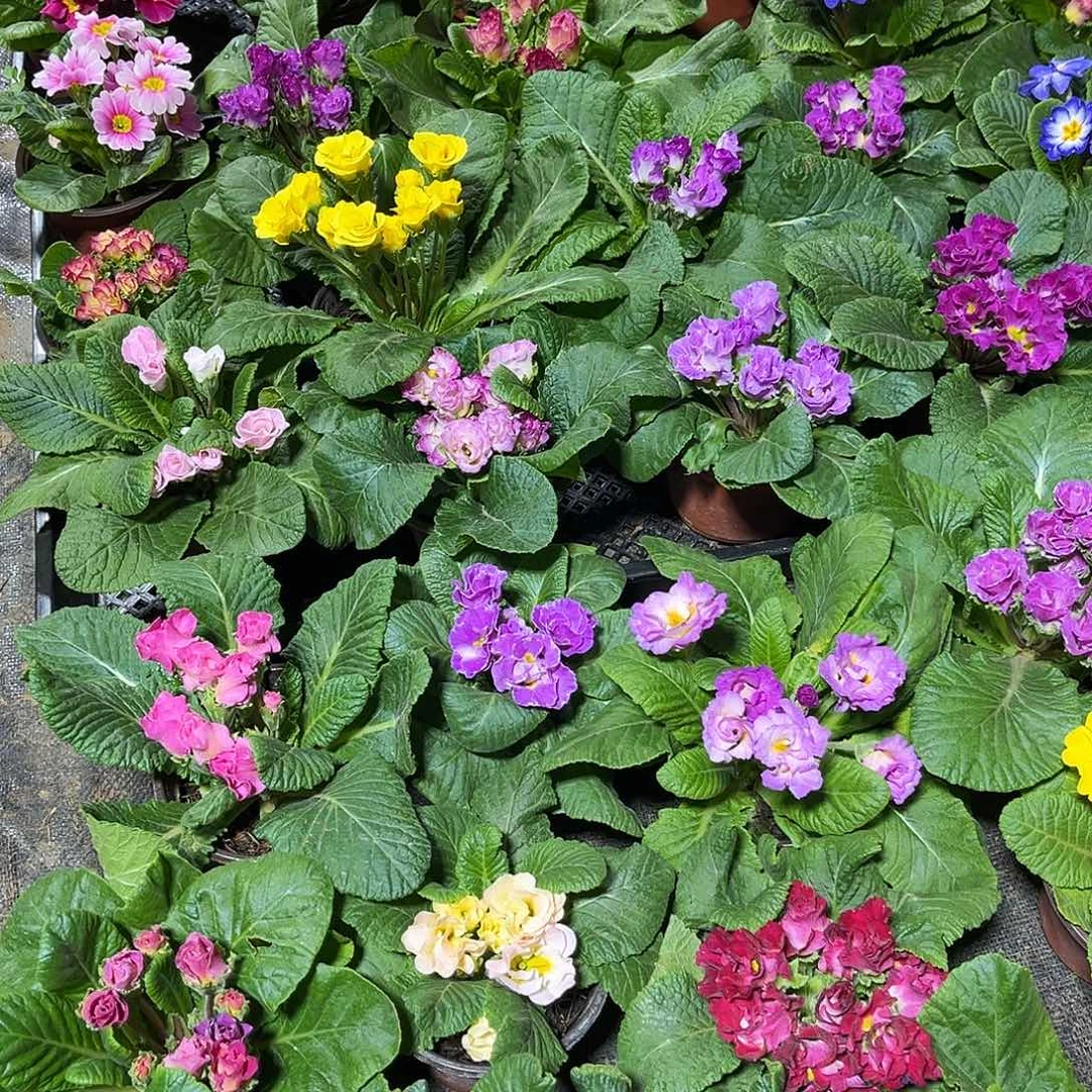 少量花朵（建议范围：2朵-5朵 或40%以下）