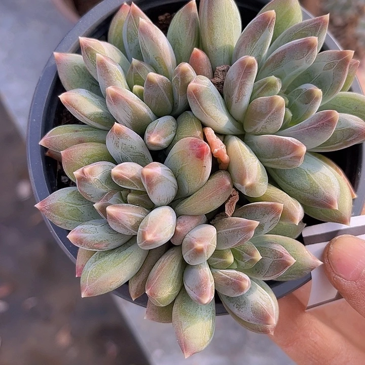 重楼27179多肉植物