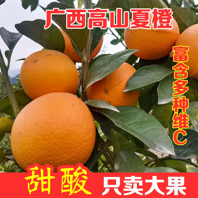 【高山蜜橙】广西桂林蜜橙夏橙新鲜当季蜂蜜橙冰糖橙子水果5/9斤