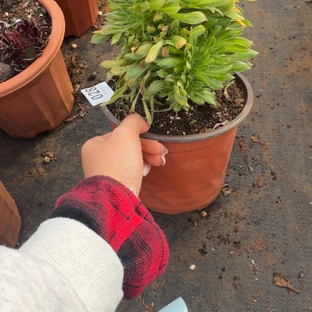 28碧螺春缀化多肉植物满28包邮