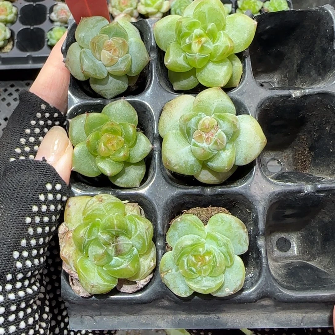 139满38包邮➗偏远发货后不退货退款