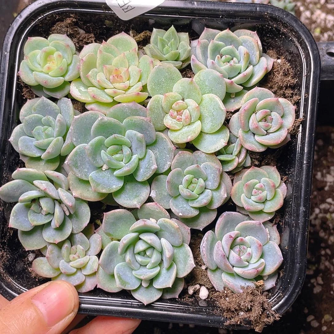 多肉植物多肉植物18
