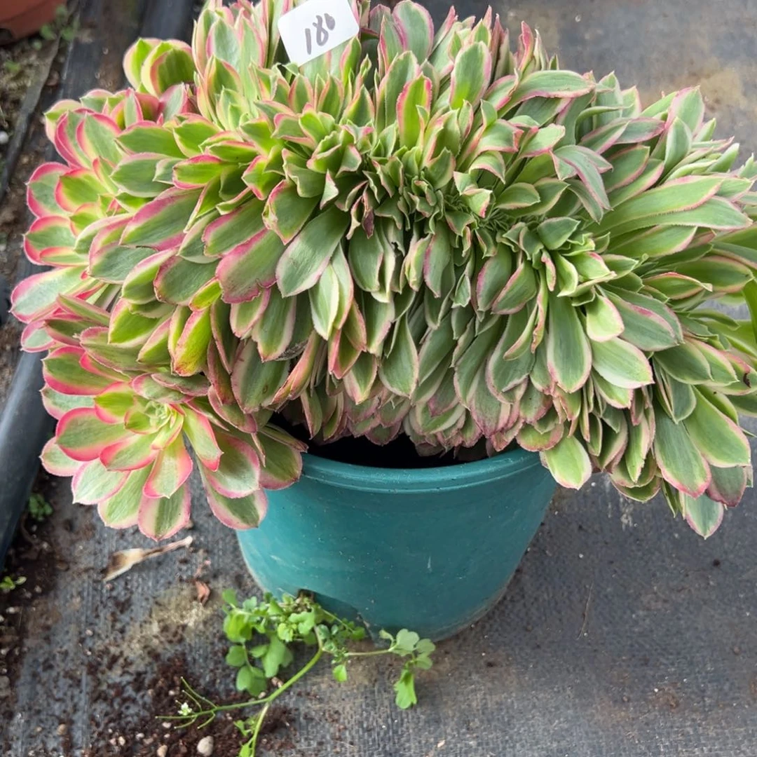 180孔雀翎duorouxixixixi多肉多肉